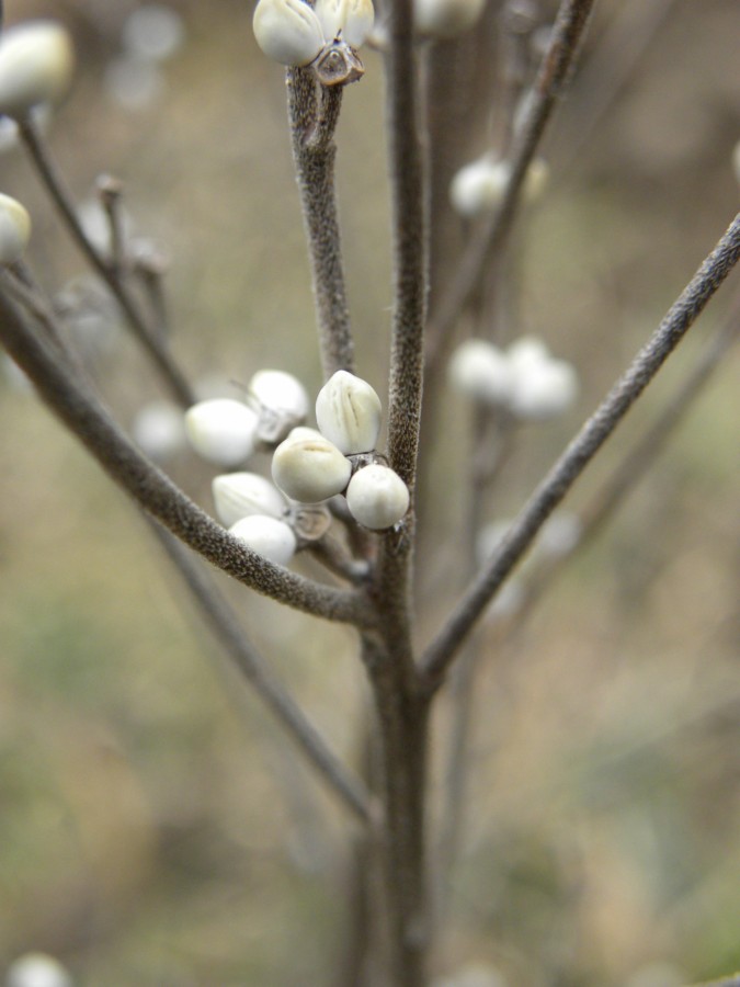 Lithospermum officinale / Erba perla maggiore